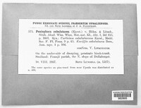Kneiffia subalutacea image